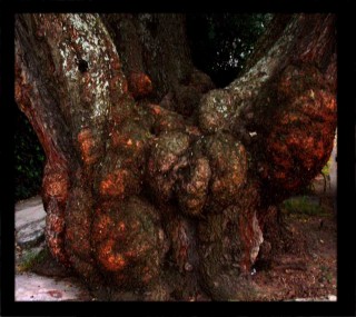 ARBOLES MEXICO